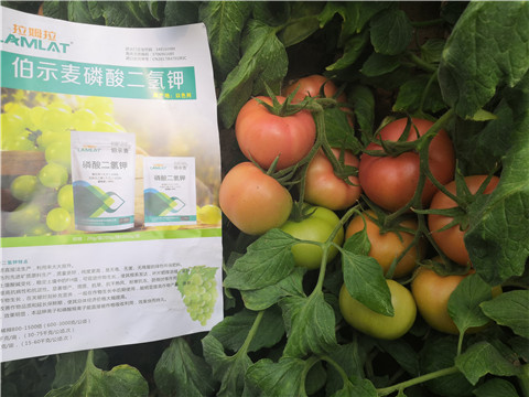 葉面肥，磷酸二氫鉀，鈣肥