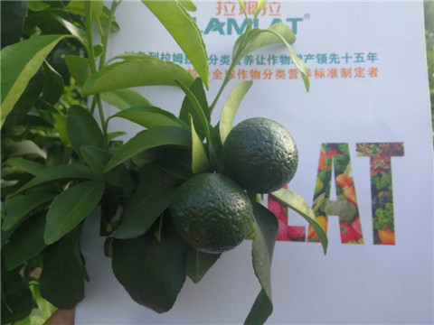 菌劑，水溶肥，