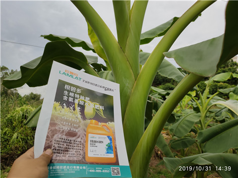 葉面肥，微生物菌劑，硼肥，水溶肥