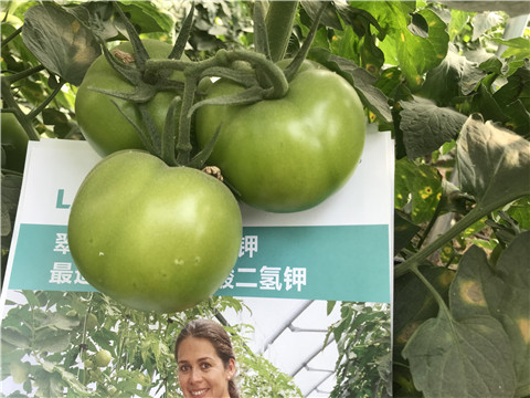 沖施肥，鈣肥