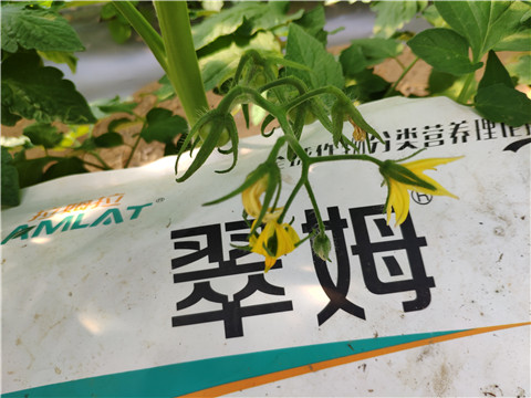 菌劑，拉姆拉