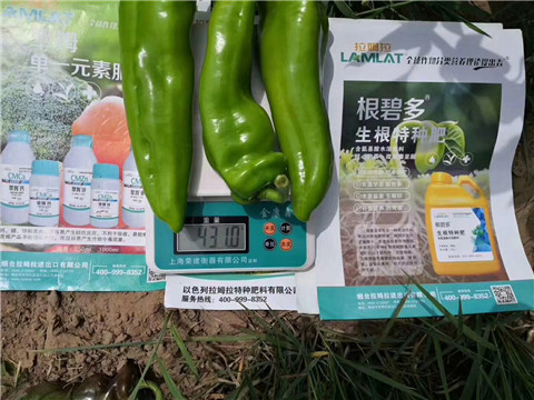 根碧多，拉姆拉