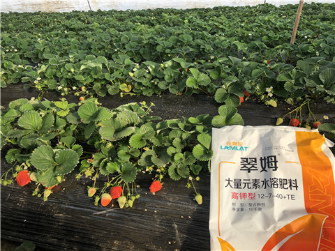水溶肥，葉面肥，根碧多