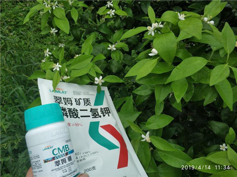 水溶肥，根碧多