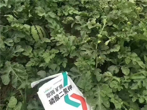 磷酸二氫鉀，硼肥，沖施肥