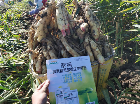 微生物菌劑，拉姆拉