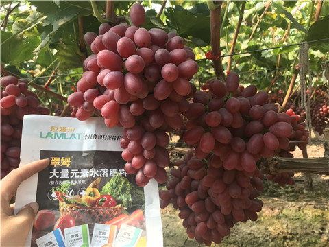 水溶肥，拉姆拉