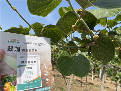 微生物菌劑，拉姆拉