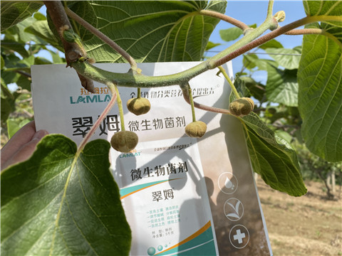 微生物菌劑，拉姆拉
