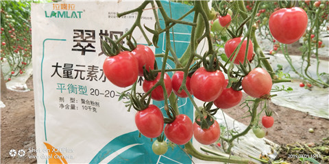 水溶肥，翠姆，拉姆拉