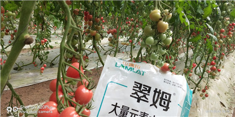水溶肥，翠姆，拉姆拉