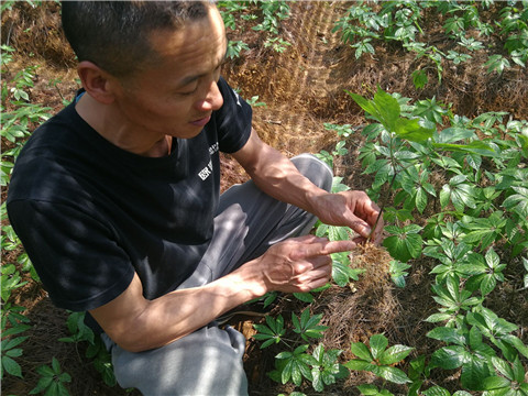 微生物菌劑，翠姆，拉姆拉