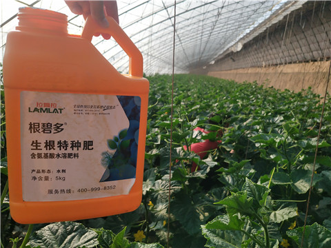 根碧多，拉姆拉
