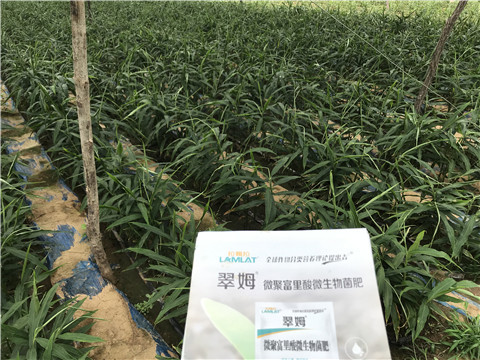 微生物菌劑，翠姆，拉姆拉