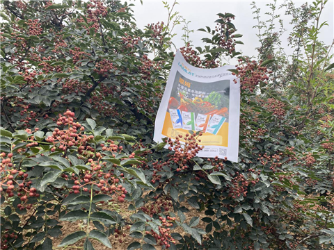 花椒種植，大量元素水溶肥，翠姆