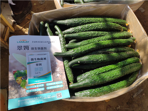 葉面肥，安碧解，除草劑藥害