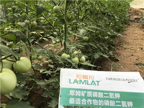 進口水溶肥，拉姆拉，翠姆