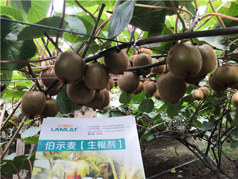 微生物菌劑，生根劑，伯示麥，拉姆拉