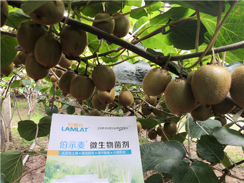 微生物菌劑，生根劑，伯示麥，拉姆拉