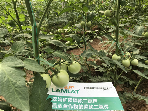 磷酸二氫鉀，拉姆拉，翠姆
