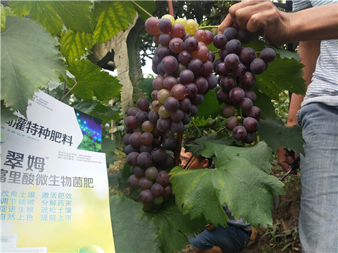 微生物菌劑，拉姆拉，翠姆