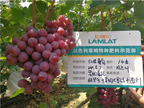 進口水溶肥，拉姆拉，翠姆