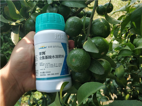 葉面肥，拉姆拉，翠姆