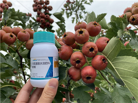 葉面肥，拉姆拉，翠姆
