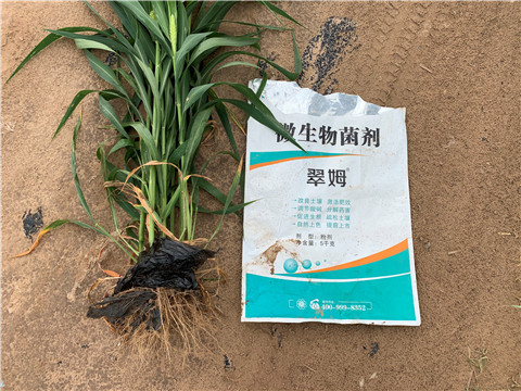 微生物菌劑，拉姆拉，翠姆