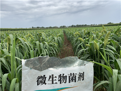 微生物菌劑，拉姆拉，翠姆