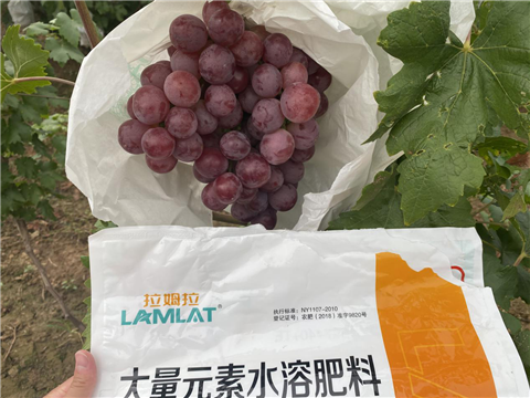 大量元素水溶肥，拉姆拉，翠姆