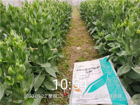 大量元素水溶肥，拉姆拉，翠姆