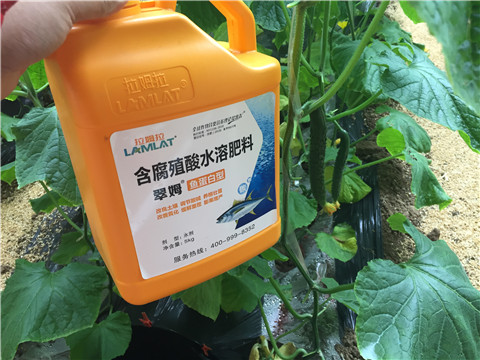 滴灌肥，拉姆拉，翠姆