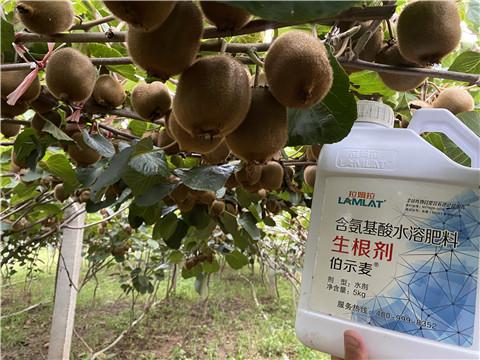 進口水溶肥，拉姆拉，伯示麥