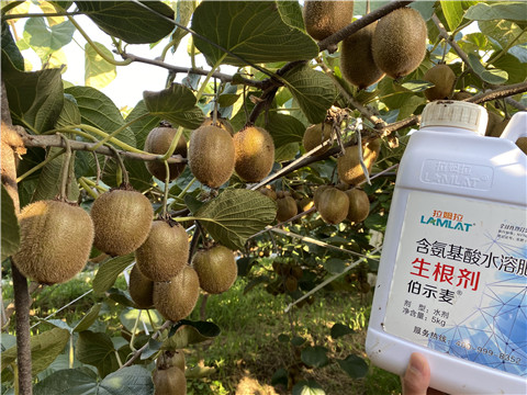 進口水溶肥，拉姆拉，伯示麥
