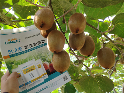 進口水溶肥，拉姆拉，伯示麥