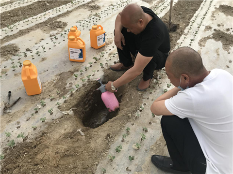 棉花，水溶肥，拉姆拉，翠姆