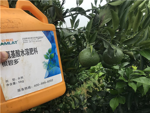 水溶肥，拉姆拉，翠姆