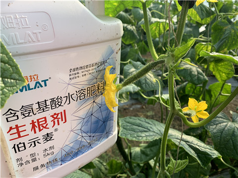 水溶肥，拉姆拉，伯示麥