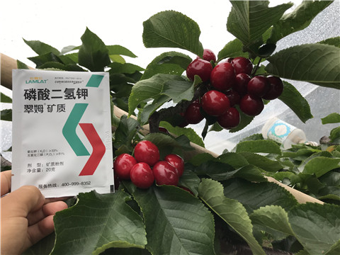 水溶肥，拉姆拉，翠姆