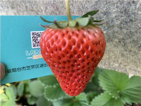 水溶肥，拉姆拉，翠姆