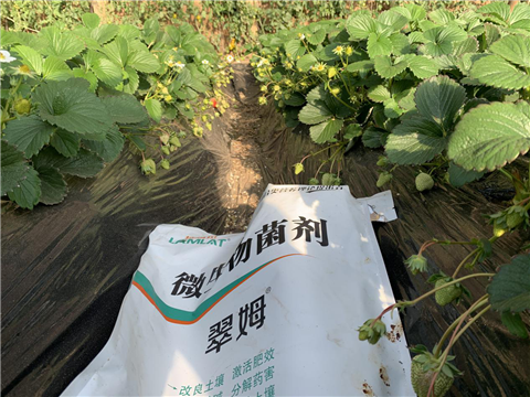 水溶肥，拉姆拉，翠姆