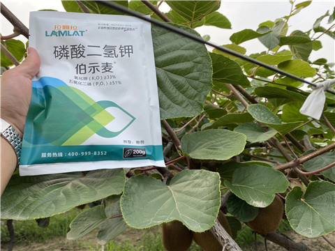 磷酸二氫鉀，拉姆拉，伯示麥