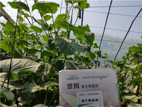 水溶肥，拉姆拉，翠姆