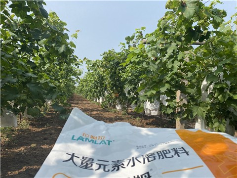 大量元素水溶肥，拉姆拉，翠姆