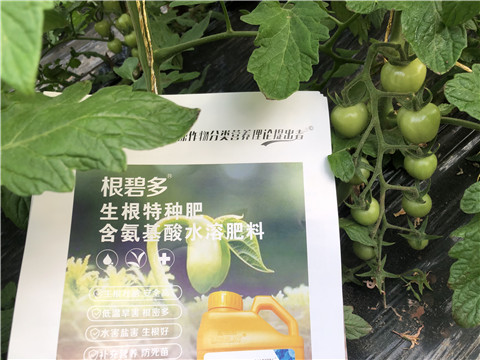 水溶肥，拉姆拉，翠姆