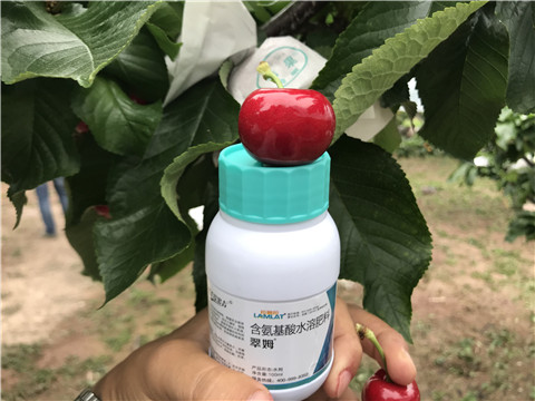 水溶肥，拉姆拉，翠姆