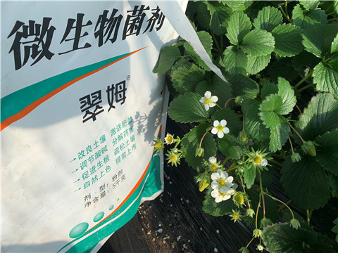 微生物菌劑，拉姆拉，翠姆