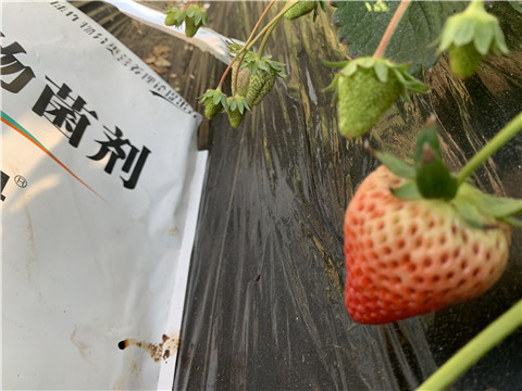 微生物菌劑，拉姆拉，翠姆