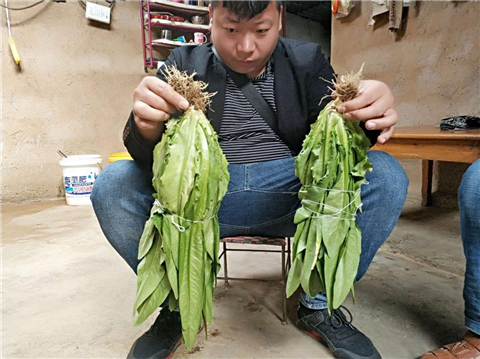 水溶肥，拉姆拉，翠姆